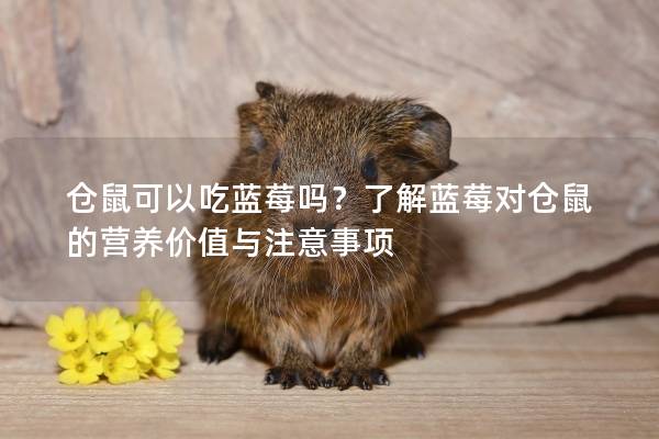 仓鼠可以吃蓝莓吗？了解蓝莓对仓鼠的营养价值与注意事项