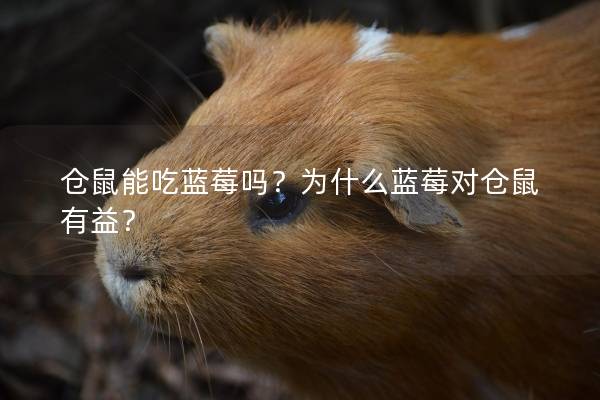 仓鼠能吃蓝莓吗？为什么蓝莓对仓鼠有益？