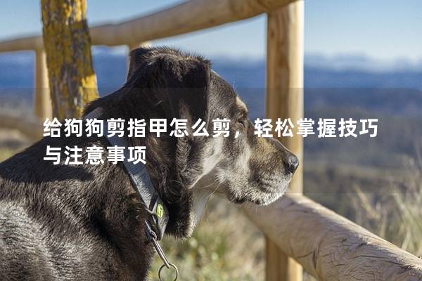 给狗狗剪指甲怎么剪，轻松掌握技巧与注意事项