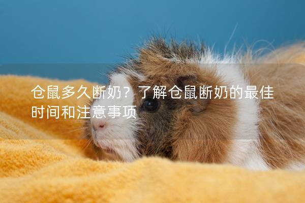 仓鼠多久断奶？了解仓鼠断奶的最佳时间和注意事项