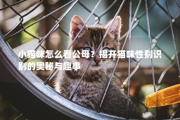 小猫咪怎么看公母?揭开猫咪性别识别的奥秘与趣事 小猫咪怎么看公母?揭开猫咪性别识别的奥秘与趣事