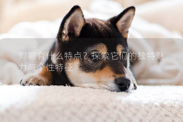 狗狗有什么特点?探索它们的独特魅力与个性特征 狗狗有什么特点?探索它们的独特魅力与个性特征