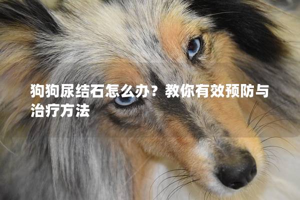 狗狗尿结石怎么办？教你有效预防与治疗方法