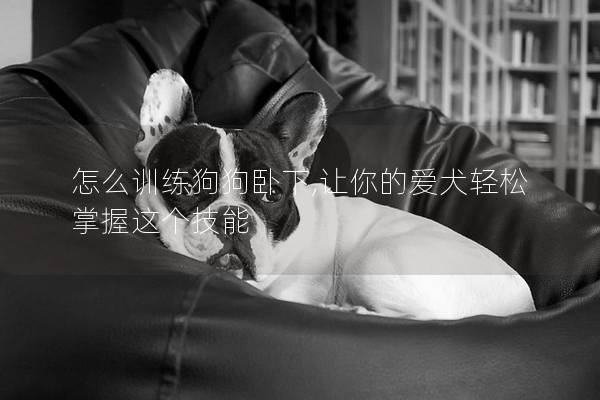 怎么训练狗狗卧下,让你的爱犬轻松掌握这个技能