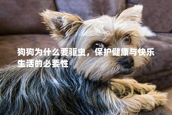 狗狗为什么要驱虫，保护健康与快乐生活的必要性