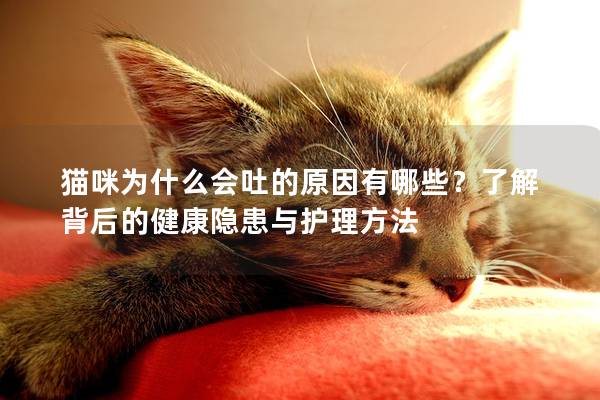 猫咪为什么会吐的原因有哪些？了解背后的健康隐患与护理方法