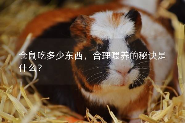 仓鼠吃多少东西,合理喂养的秘诀是什么? 仓鼠吃多少东西,合理喂养的秘诀是什么?