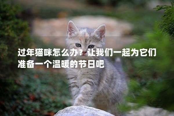 过年猫咪怎么办？让我们一起为它们准备一个温暖的节日吧