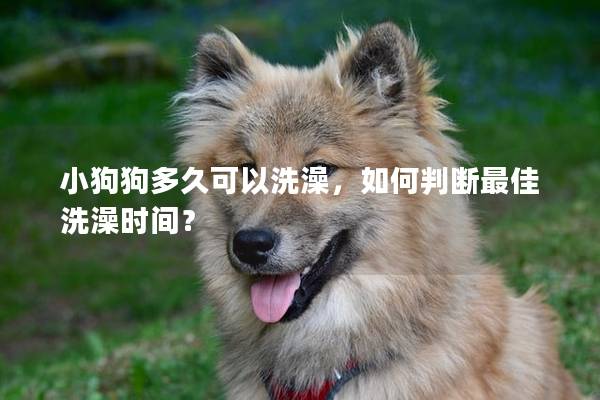 小狗狗多久可以洗澡,如何判断最佳洗澡时间? 小狗狗多久可以洗澡,如何判断最佳洗澡时间?