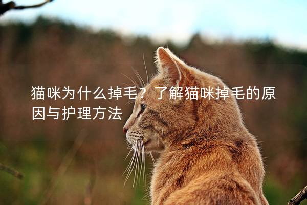 猫咪为什么掉毛？了解猫咪掉毛的原因与护理方法