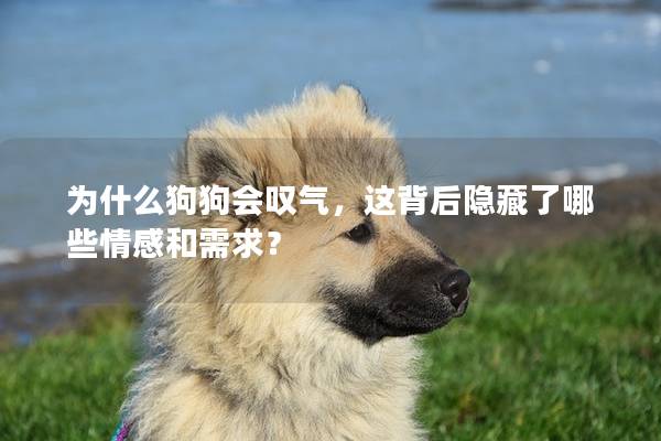 为什么狗狗会叹气，这背后隐藏了哪些情感和需求？