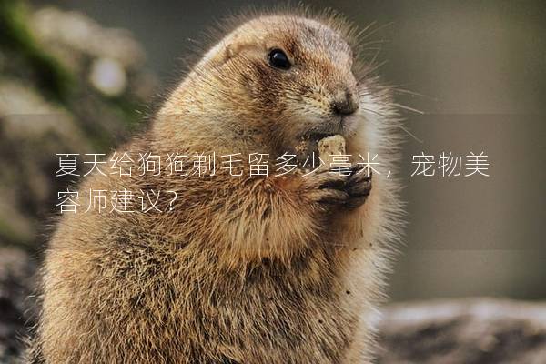 夏天给狗狗剃毛留多少毫米,宠物美容师建议? 夏天给狗狗剃毛留多少毫米,宠物美容师建议?