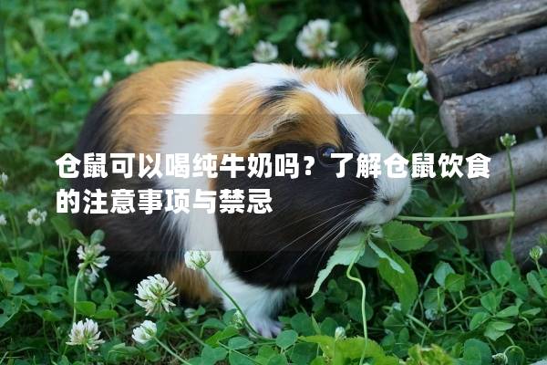 仓鼠可以喝纯牛奶吗？了解仓鼠饮食的注意事项与禁忌