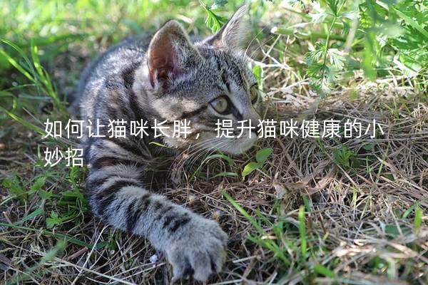 如何让猫咪长胖,提升猫咪健康的小妙招 如何让猫咪长胖,提升猫咪健康的小妙招