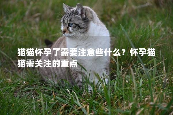 猫猫怀孕了需要注意些什么?怀孕猫猫需关注的重点 猫猫怀孕了需要注意些什么?怀孕猫猫需关注的重点