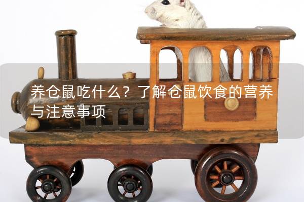 养仓鼠吃什么?了解仓鼠饮食的营养与注意事项 养仓鼠吃什么?了解仓鼠饮食的营养与注意事项