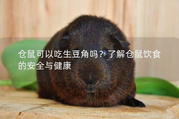仓鼠可以吃生豆角吗？了解仓鼠饮食的安全与健康