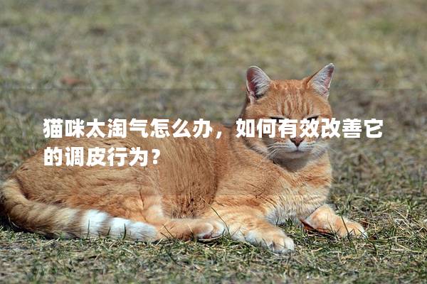 猫咪太淘气怎么办，如何有效改善它的调皮行为？