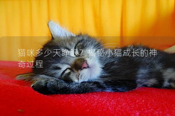 猫咪多少天睁眼？揭秘小猫成长的神奇过程