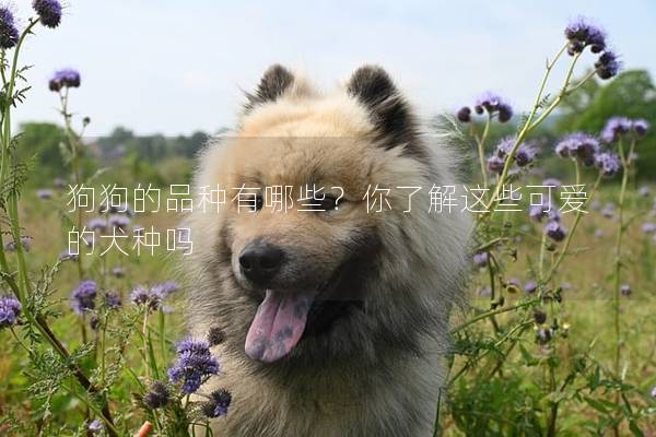 狗狗的品种有哪些?你了解这些可爱的犬种吗 狗狗的品种有哪些?你了解这些可爱的犬种吗