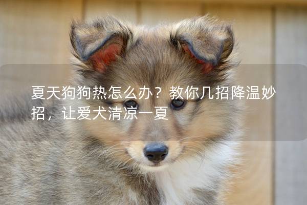 夏天狗狗热怎么办？教你几招降温妙招，让爱犬清凉一夏