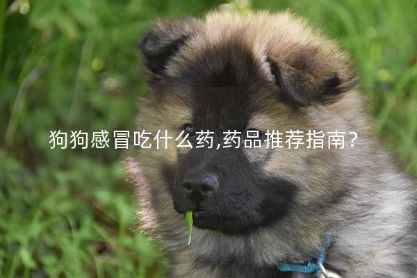 狗狗感冒吃什么药,药品推荐指南? 狗狗感冒吃什么药,药品推荐指南?