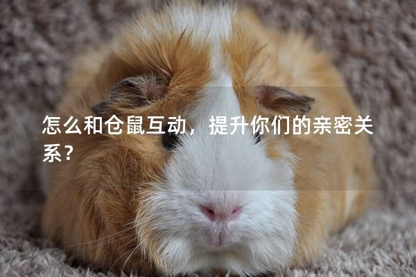 怎么和仓鼠互动,提升你们的亲密关系? 怎么和仓鼠互动,提升你们的亲密关系?