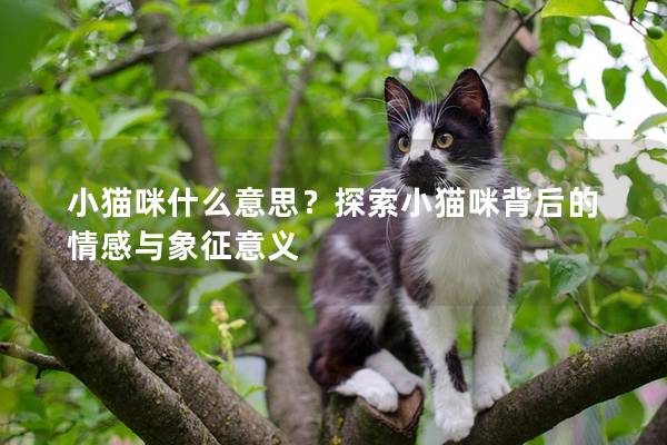 小猫咪什么意思？探索小猫咪背后的情感与象征意义