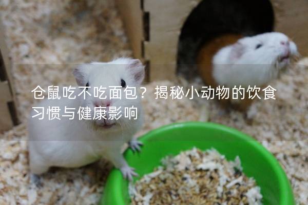 仓鼠吃不吃面包？揭秘小动物的饮食习惯与健康影响