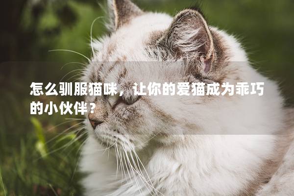 怎么驯服猫咪，让你的爱猫成为乖巧的小伙伴？