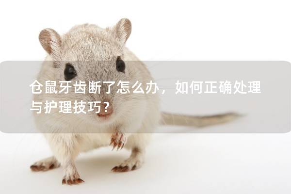 仓鼠牙齿断了怎么办，如何正确处理与护理技巧？