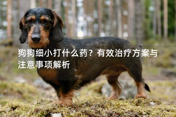 狗狗细小打什么药？有效治疗方案与注意事项解析