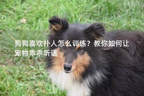 狗狗喜欢扑人怎么训练？教你如何让宠物乖乖听话