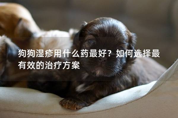 狗狗湿疹用什么药最好？如何选择最有效的治疗方案