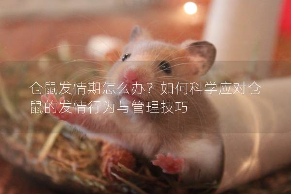 仓鼠发情期怎么办？如何科学应对仓鼠的发情行为与管理技巧