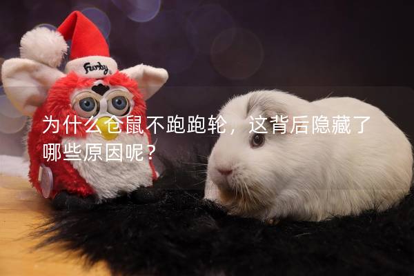 为什么仓鼠不跑跑轮，这背后隐藏了哪些原因呢？