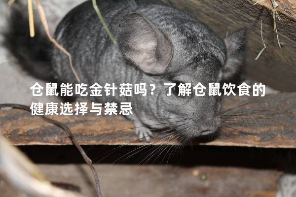 仓鼠能吃金针菇吗?了解仓鼠饮食的健康选择与禁忌 仓鼠能吃金针菇吗?了解仓鼠饮食的健康选择与禁忌