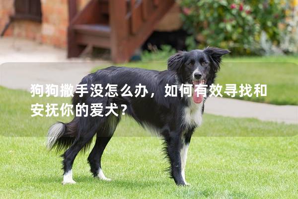 狗狗撒手没怎么办，如何有效寻找和安抚你的爱犬？