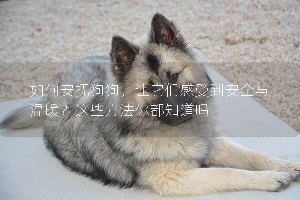 如何安抚狗狗，让它们感受到安全与温暖？这些方法你都知道吗