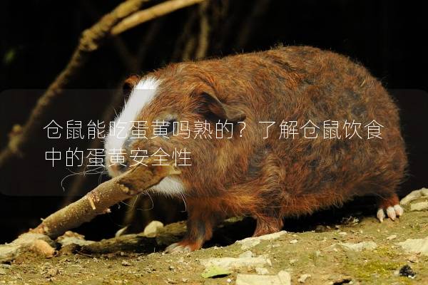 仓鼠能吃蛋黄吗熟的？了解仓鼠饮食中的蛋黄安全性