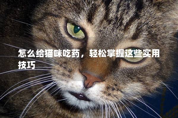 怎么给猫咪吃药，轻松掌握这些实用技巧