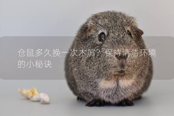 仓鼠多久换一次木屑？保持清洁环境的小秘诀