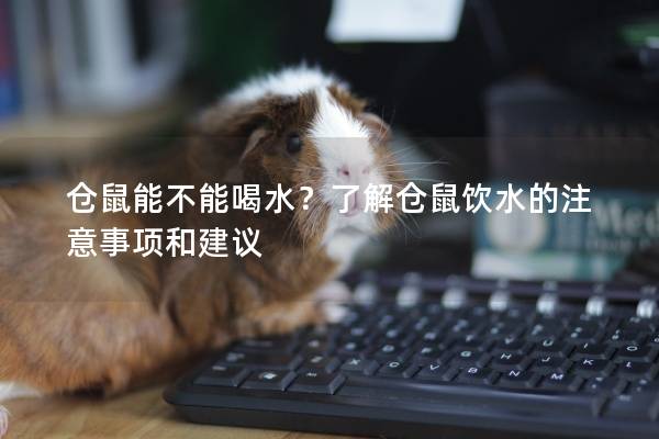 仓鼠能不能喝水？了解仓鼠饮水的注意事项和建议