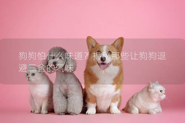 狗狗怕什么味道？揭秘那些让狗狗退避三舍的气味