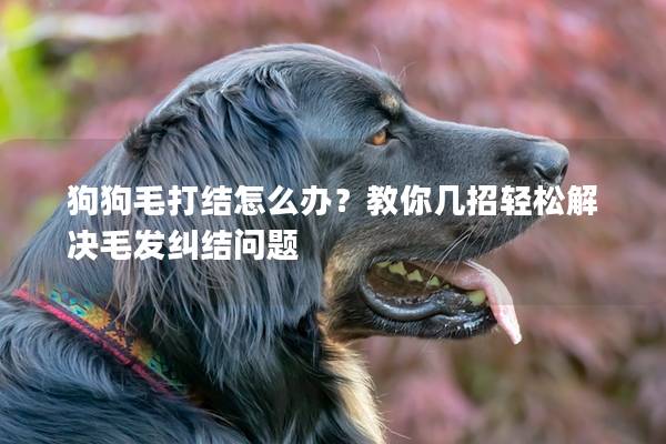 狗狗毛打结怎么办？教你几招轻松解决毛发纠结问题