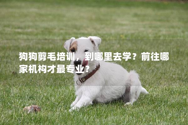 狗狗剪毛培训，到哪里去学？前往哪家机构才最专业？