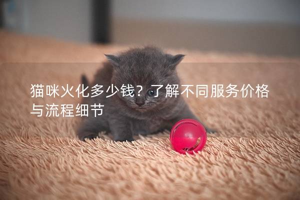 猫咪火化多少钱？了解不同服务价格与流程细节