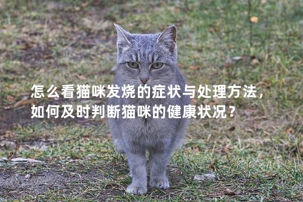 怎么看猫咪发烧的症状与处理方法，如何及时判断猫咪的健康状况？