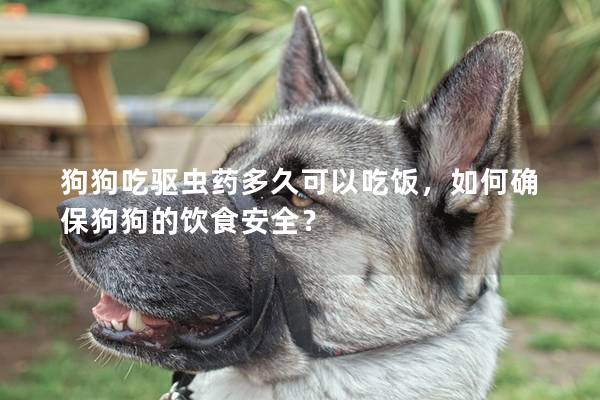 狗狗吃驱虫药多久可以吃饭，如何确保狗狗的饮食安全？