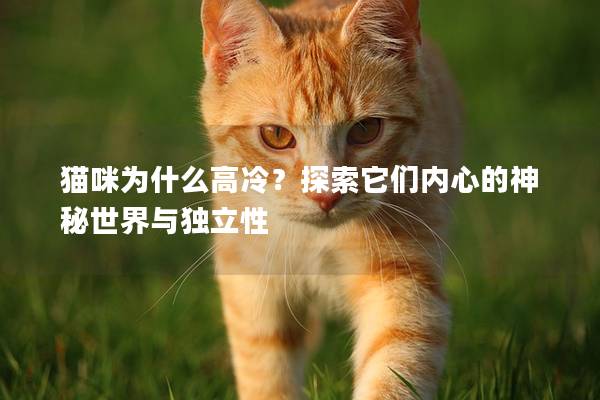 猫咪为什么高冷？探索它们内心的神秘世界与独立性